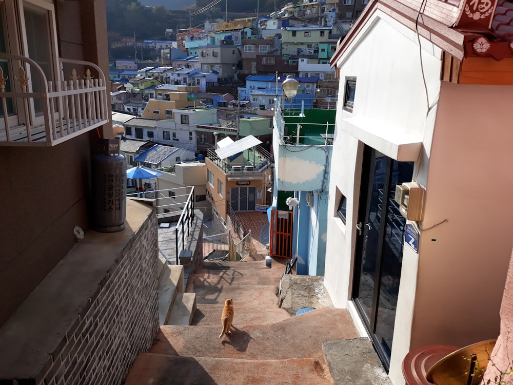 a cat is walking down a set of stairs