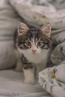 emotional support cat