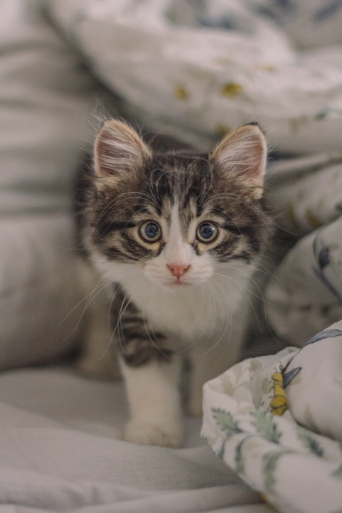 emotional support cat