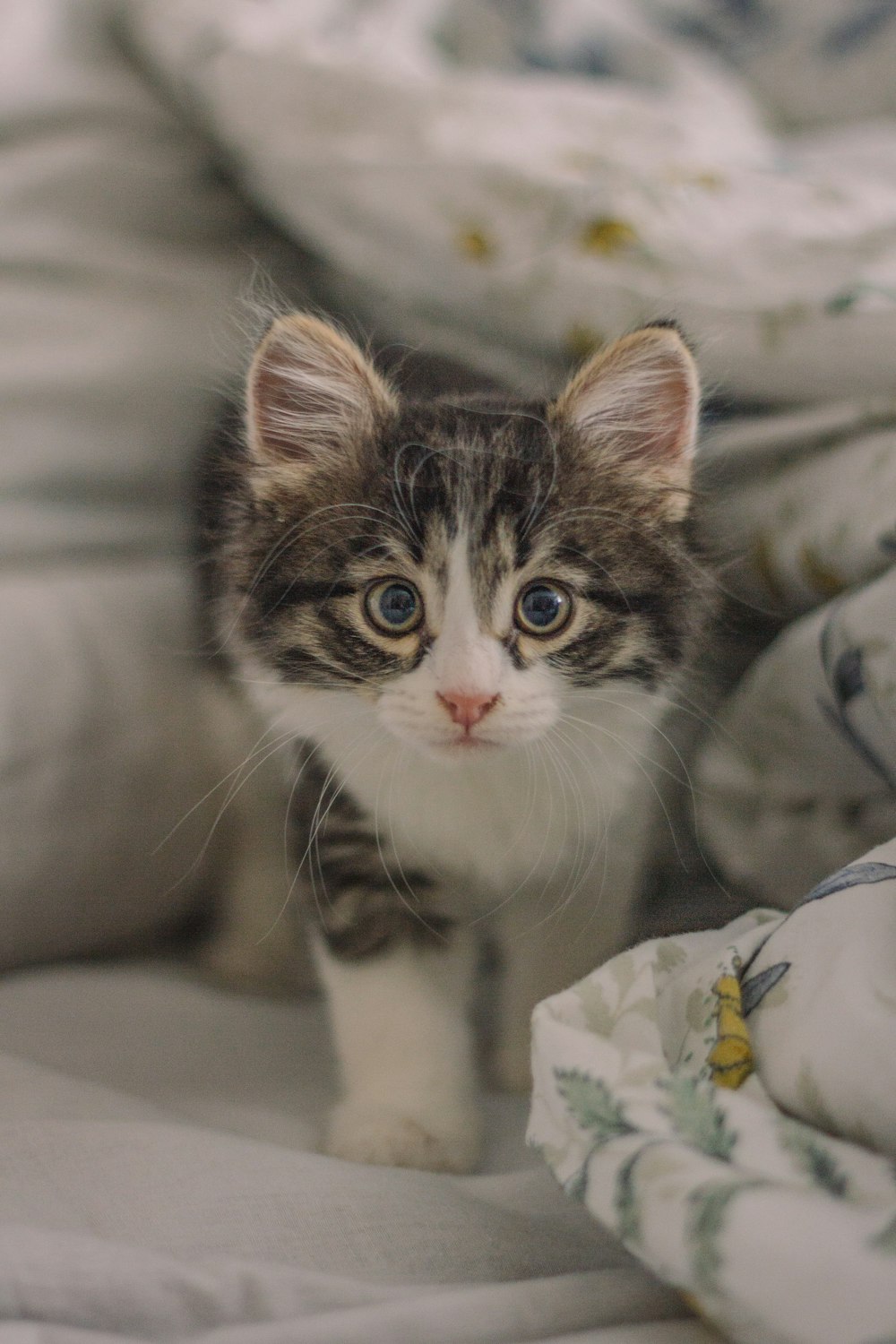 Gatito blanco y gris en la cama