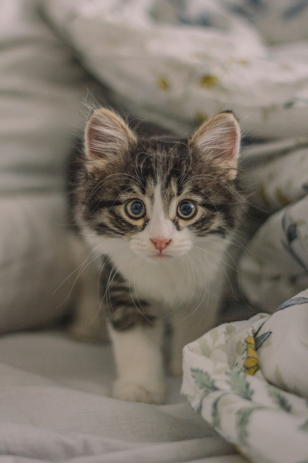 white and gray kitten on bed