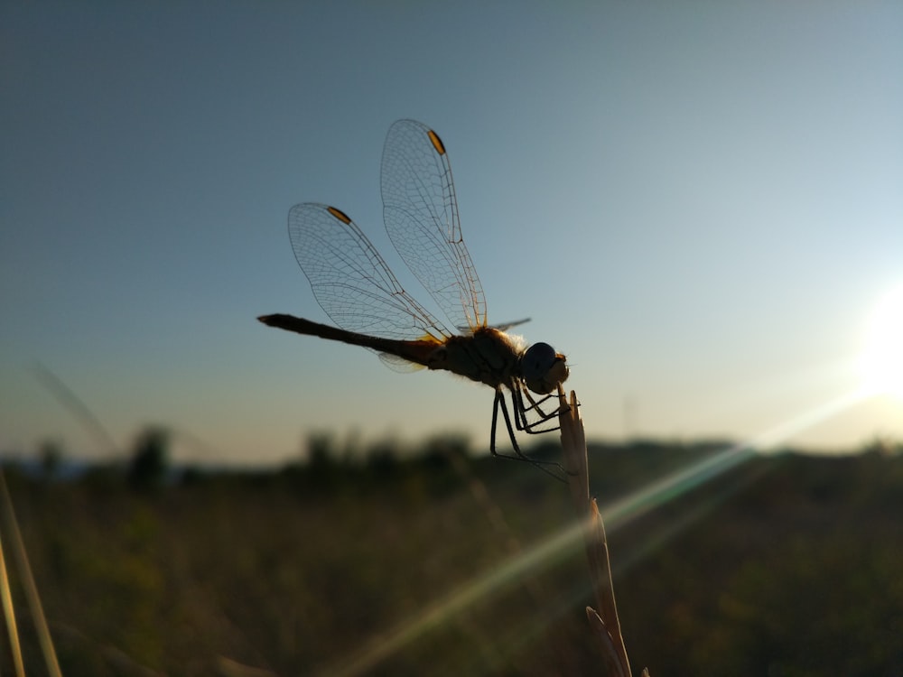 brown dragonfly perching on grass