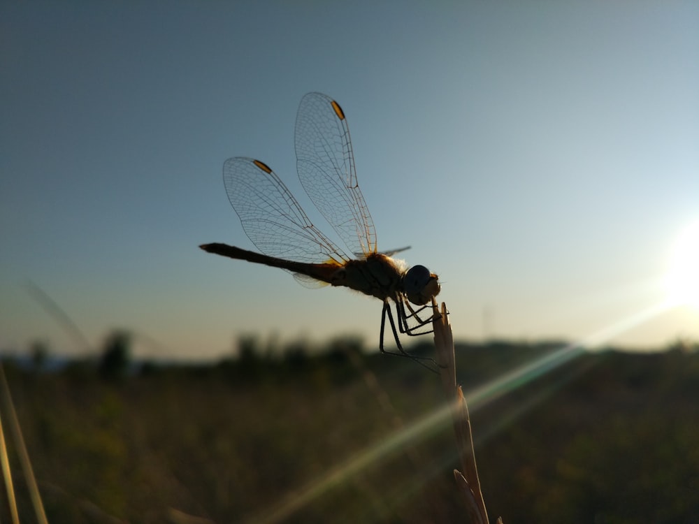 libélula marrón posada en la hierba