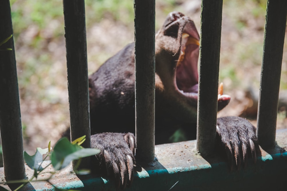 black short coated animal on green wooden fence