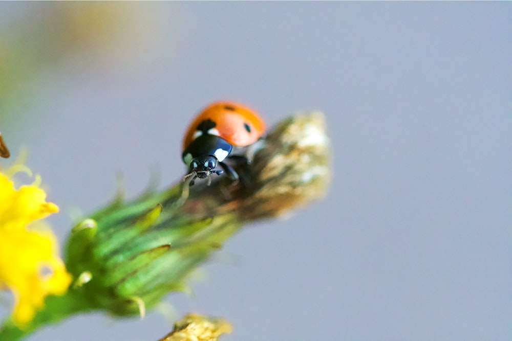 ladybug on flower bud