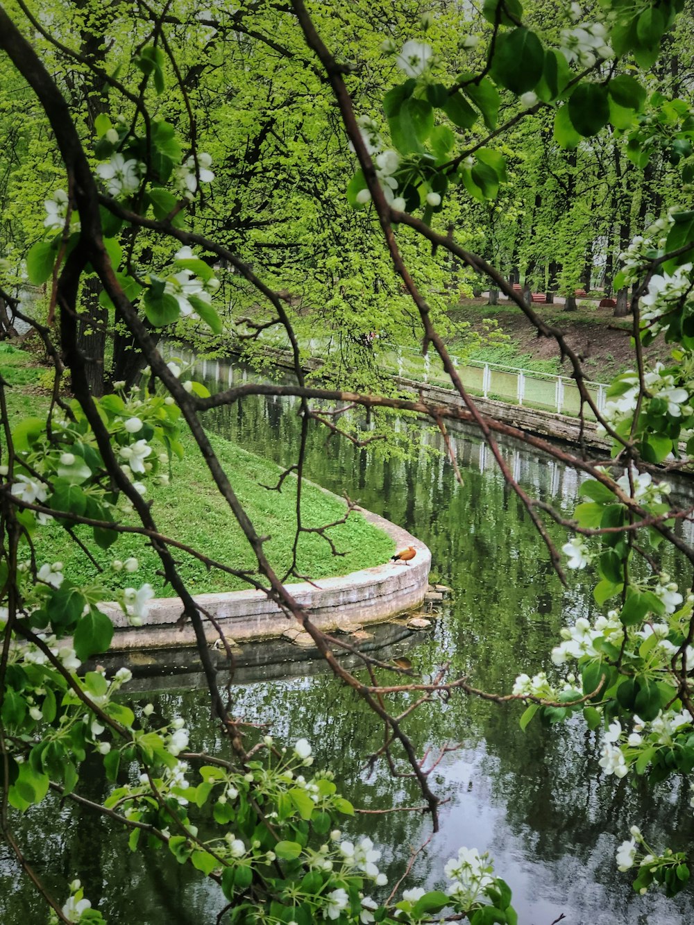 body of water near trees