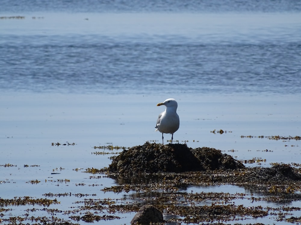 seagull on rock in seashore