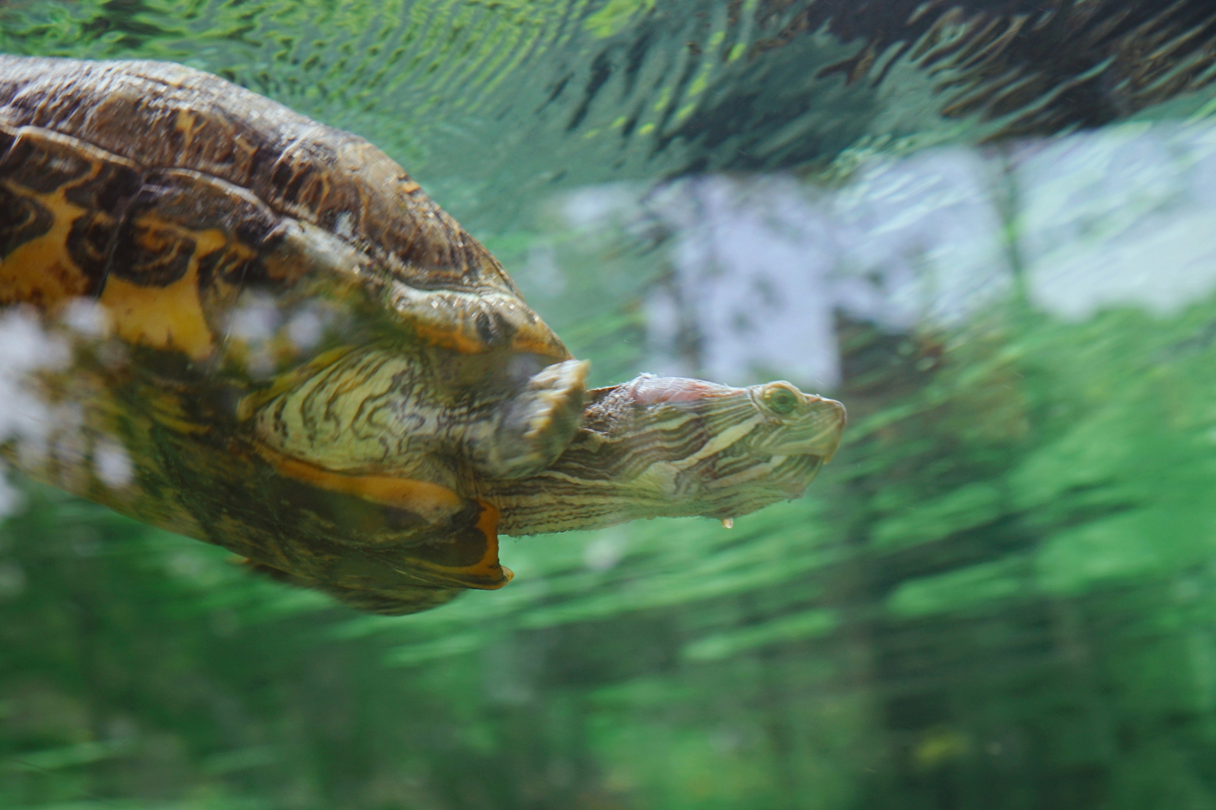 Photo by liaoweimeifang