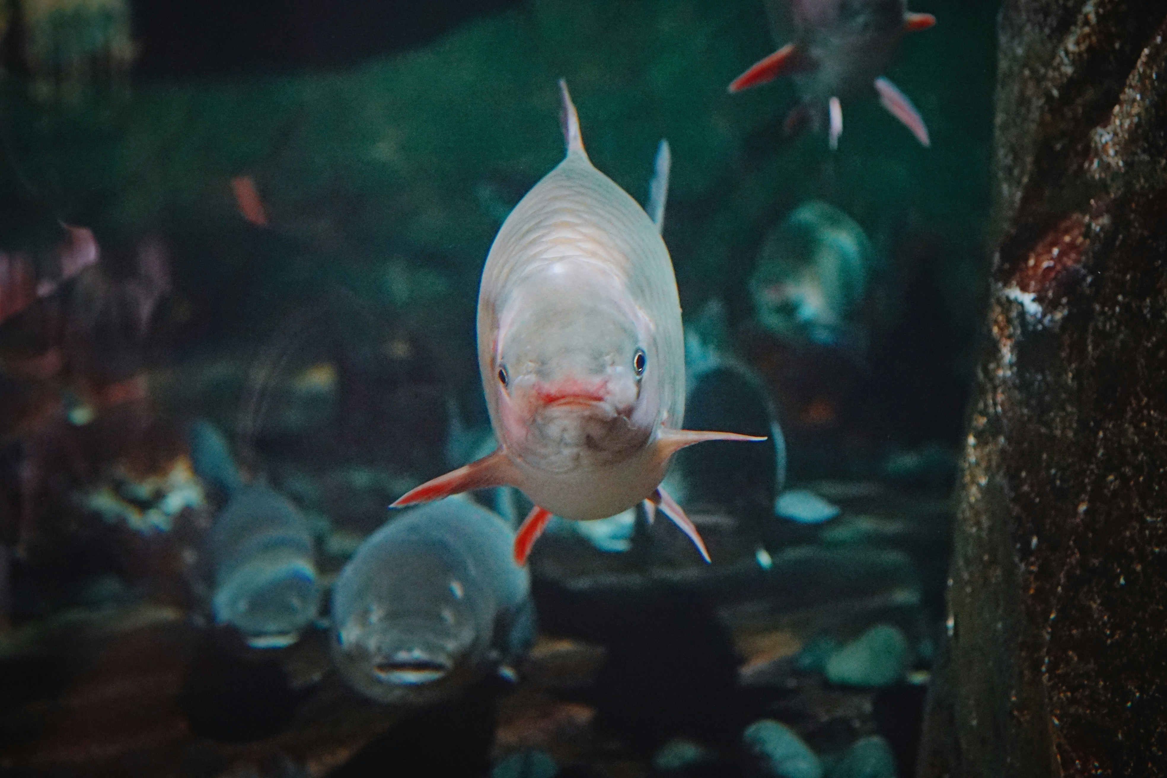 Gray fish photo – Free Sea Image on Unsplash