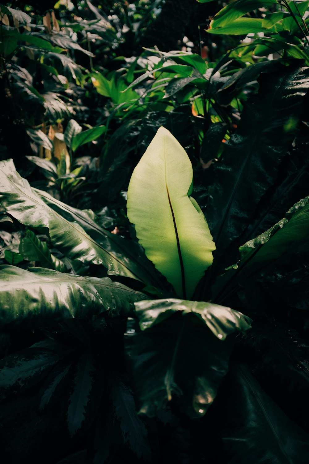 green-leafed plant