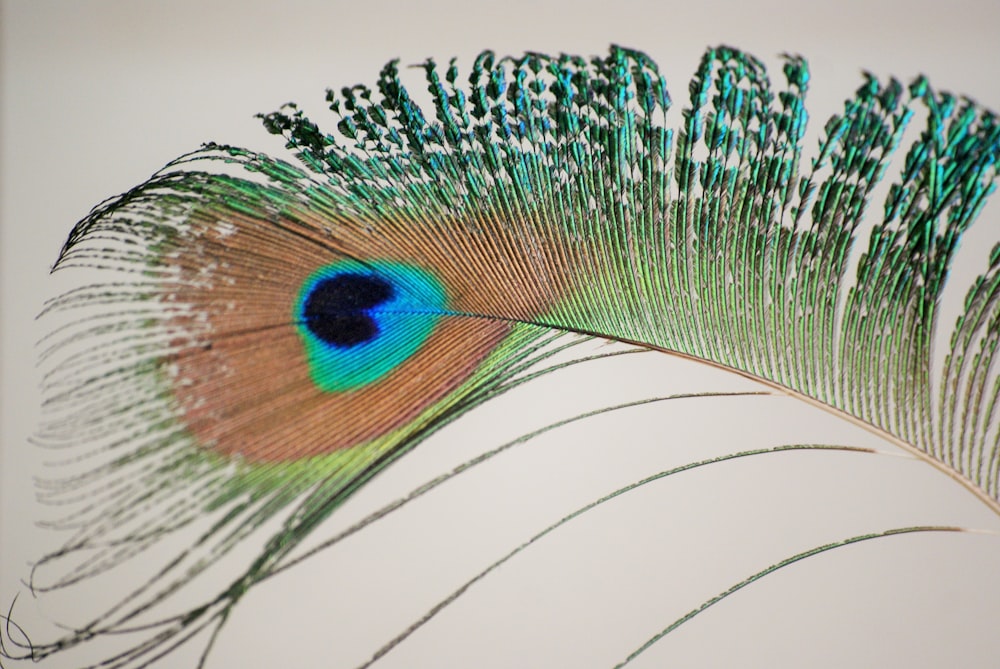 green and blue peacock feather