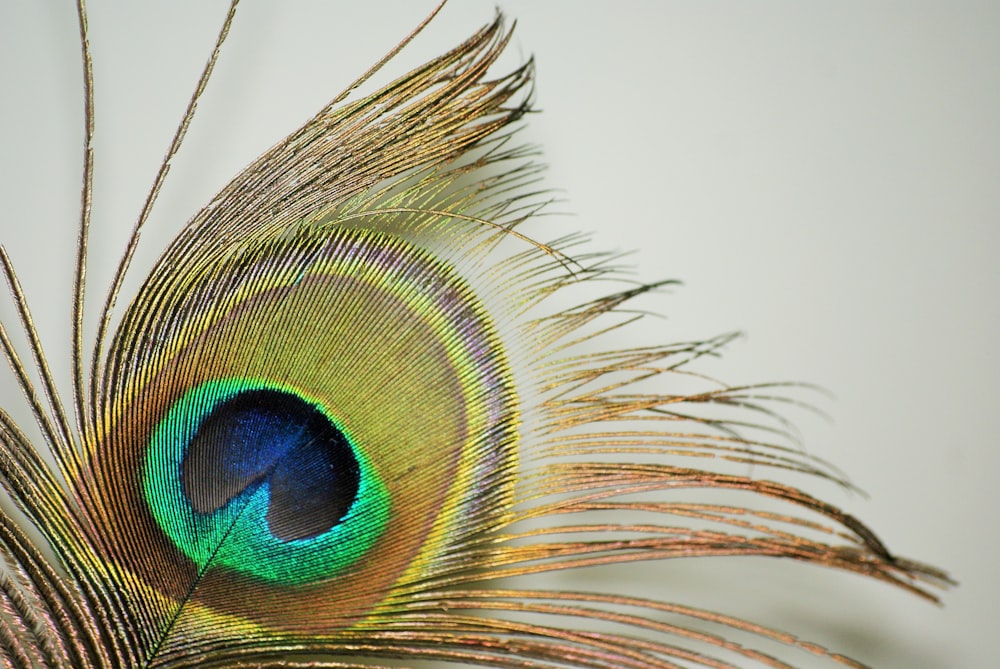 multicolored feather
