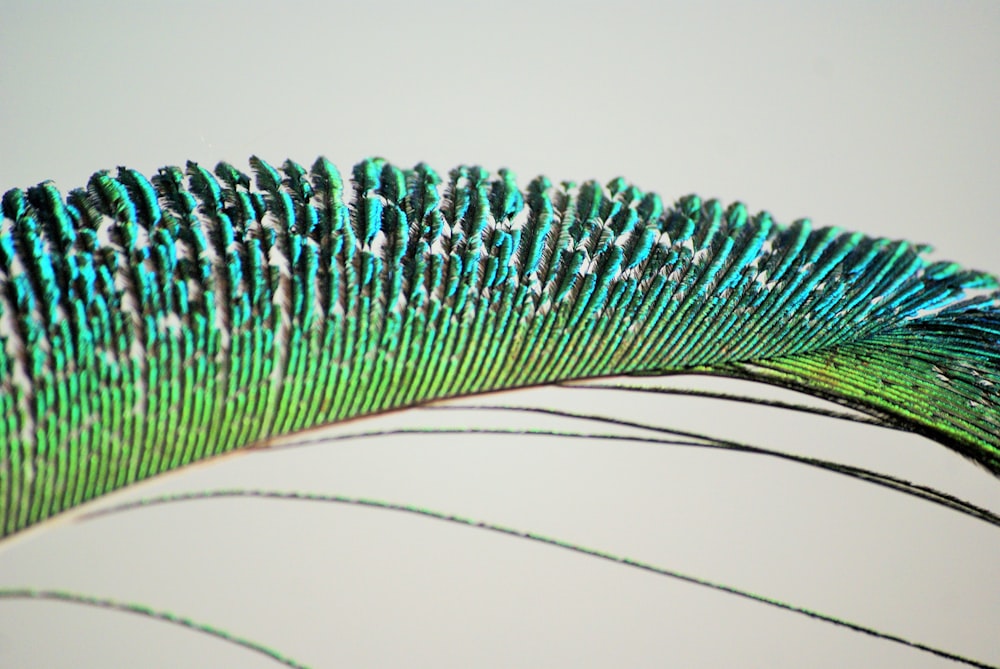 macro photography of green and blue peacock feather