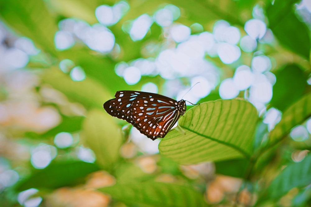 brown butterfly