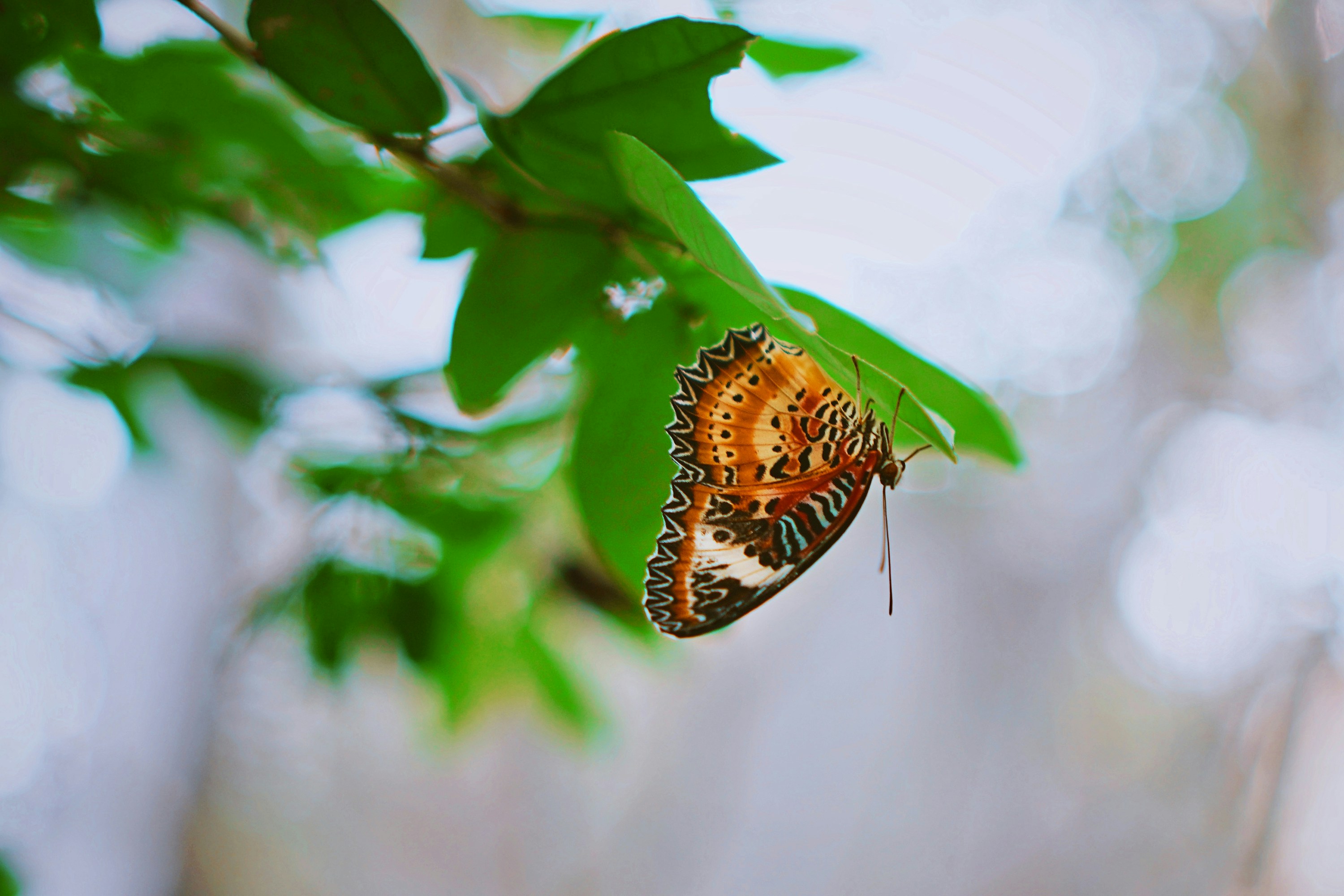 Photo by liaoweimeifang