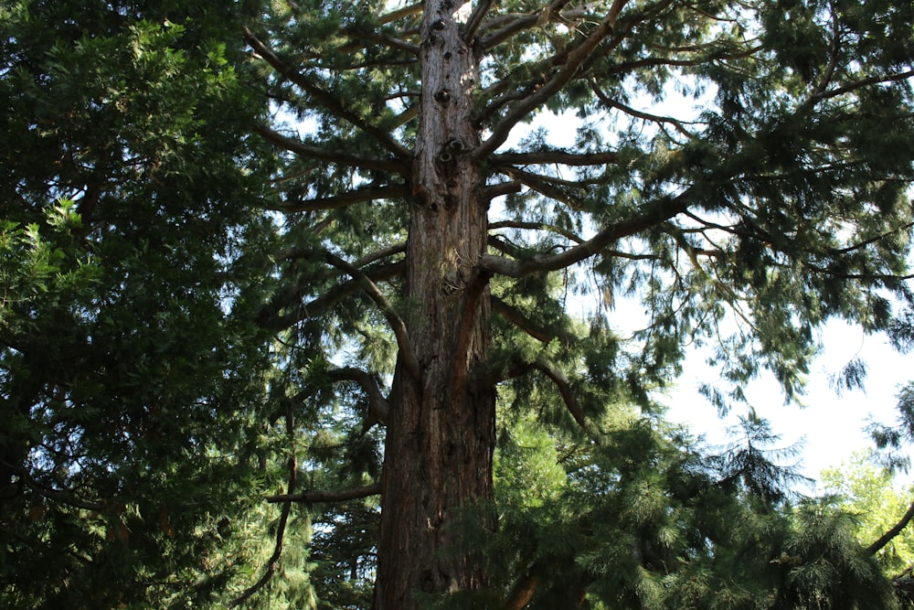 green-leafed tree