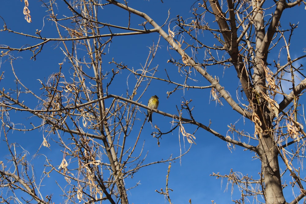 bird perched on bare tree branch during day