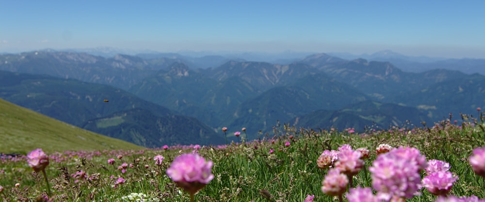 pink flowers