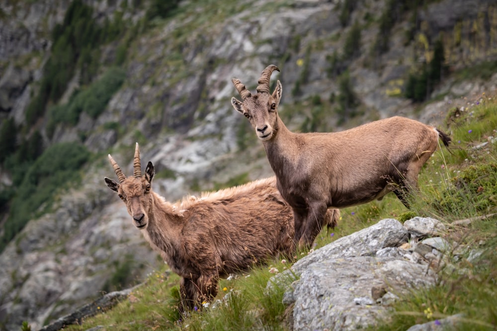 two brown deers