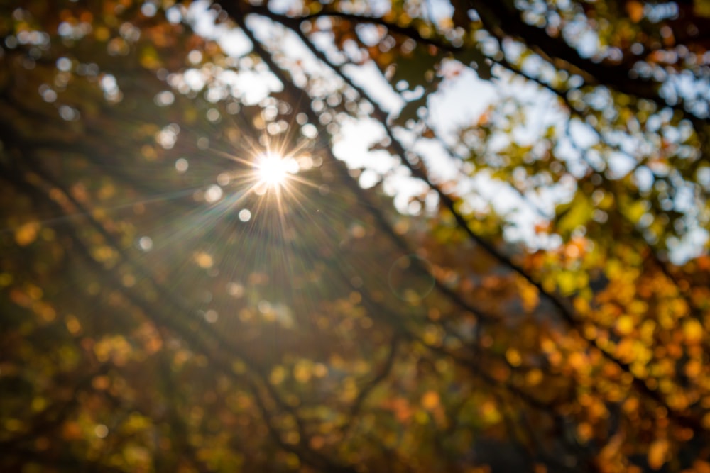 the sun shines brightly through the leaves of a tree