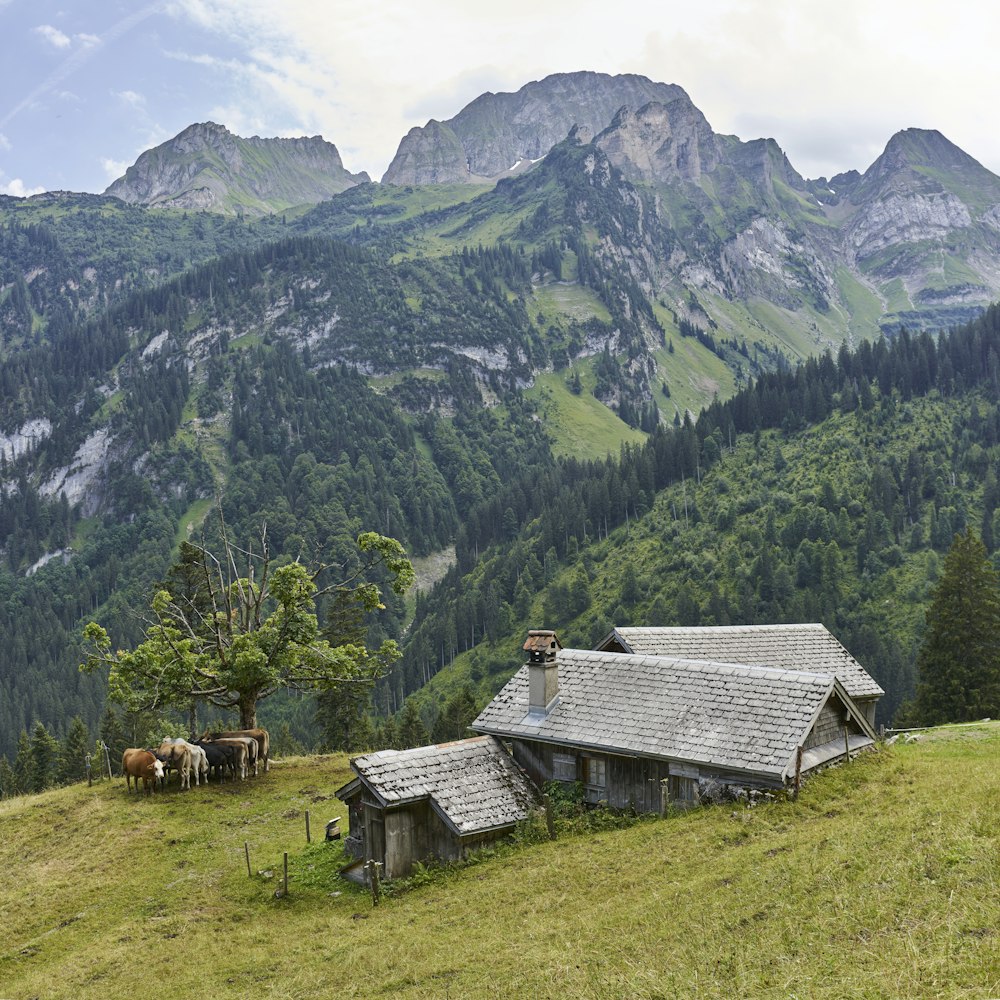 architectural photography of green mountain