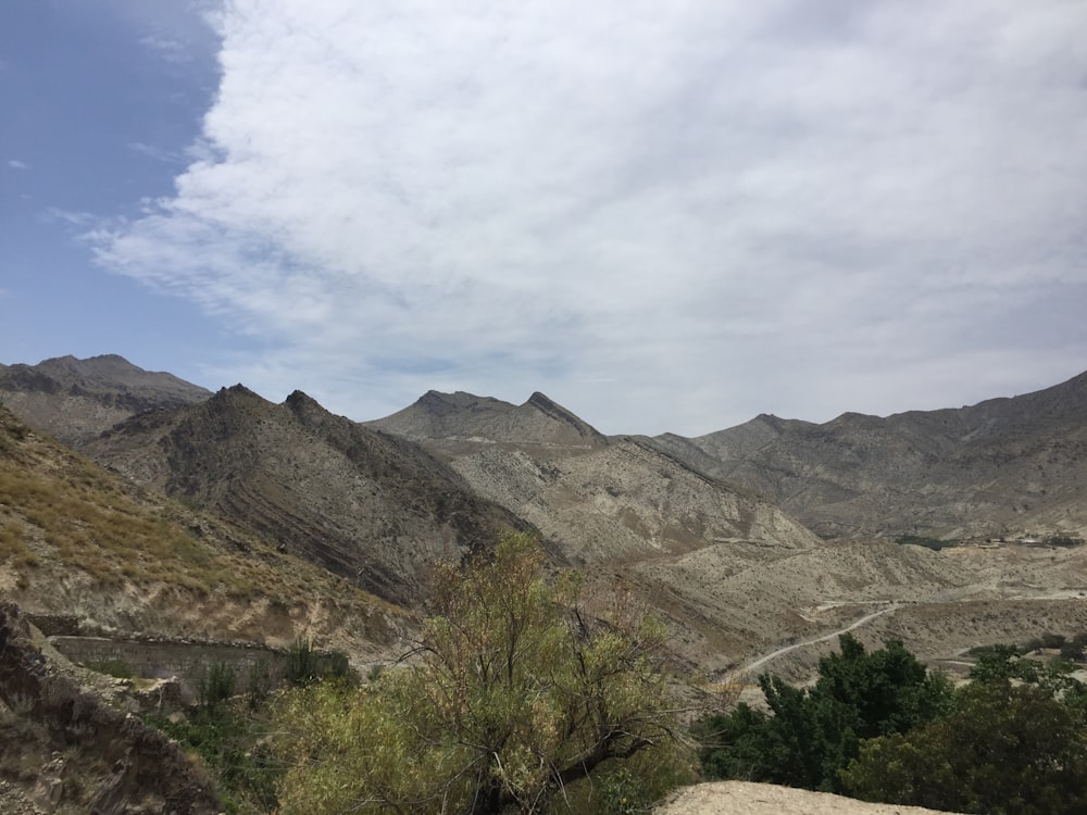 green trees on mountain