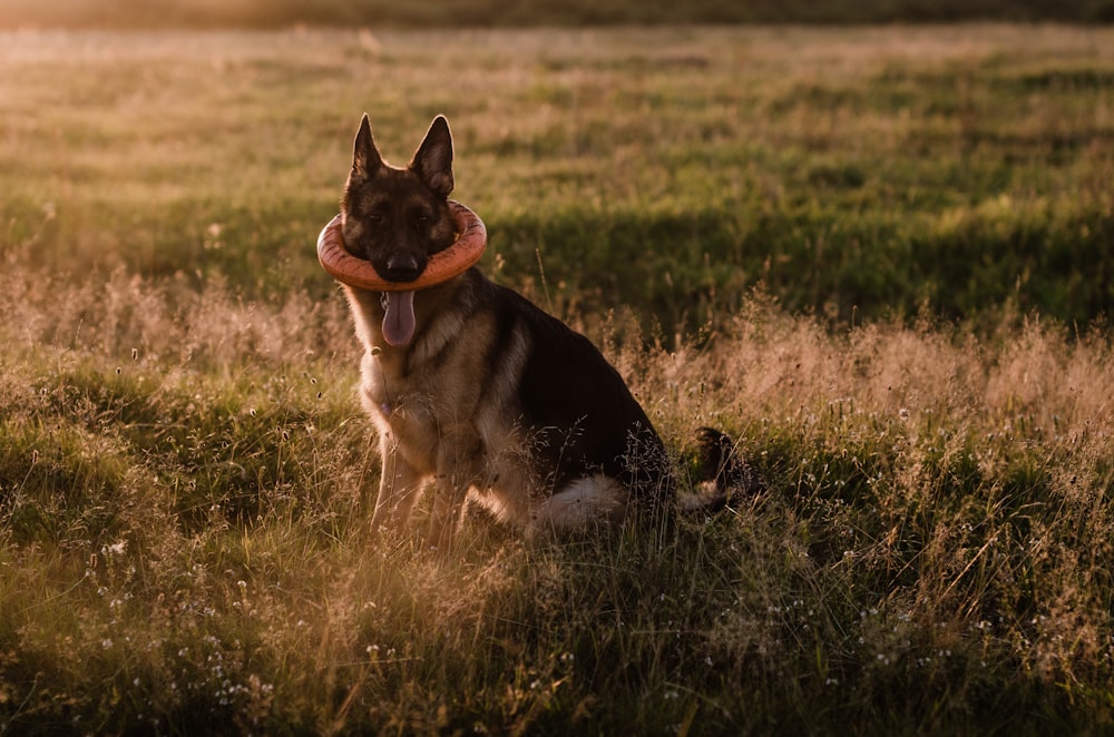 Ausgewachsener schwarz-brauner Deutscher Schäferhund sitzt auf einer Wiese