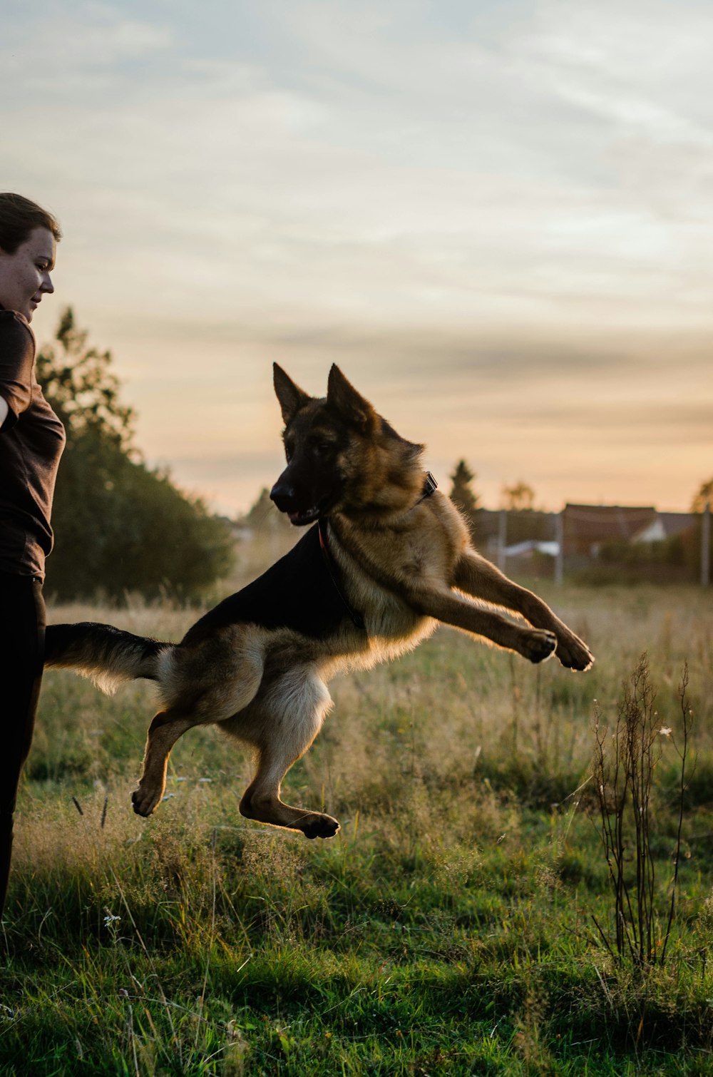 jumping German shepherd