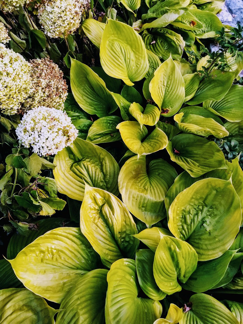 green plants