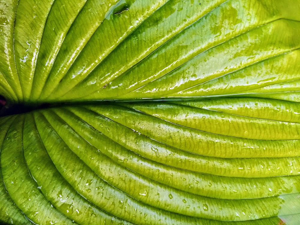 green leaf