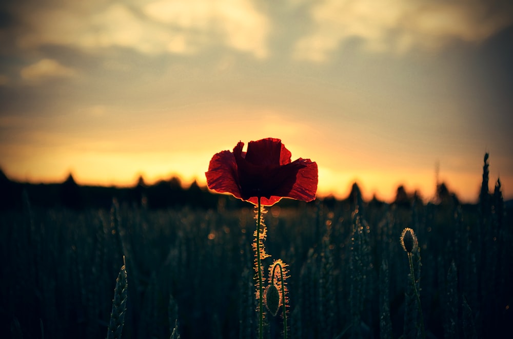 close up photography of red flower during daytime