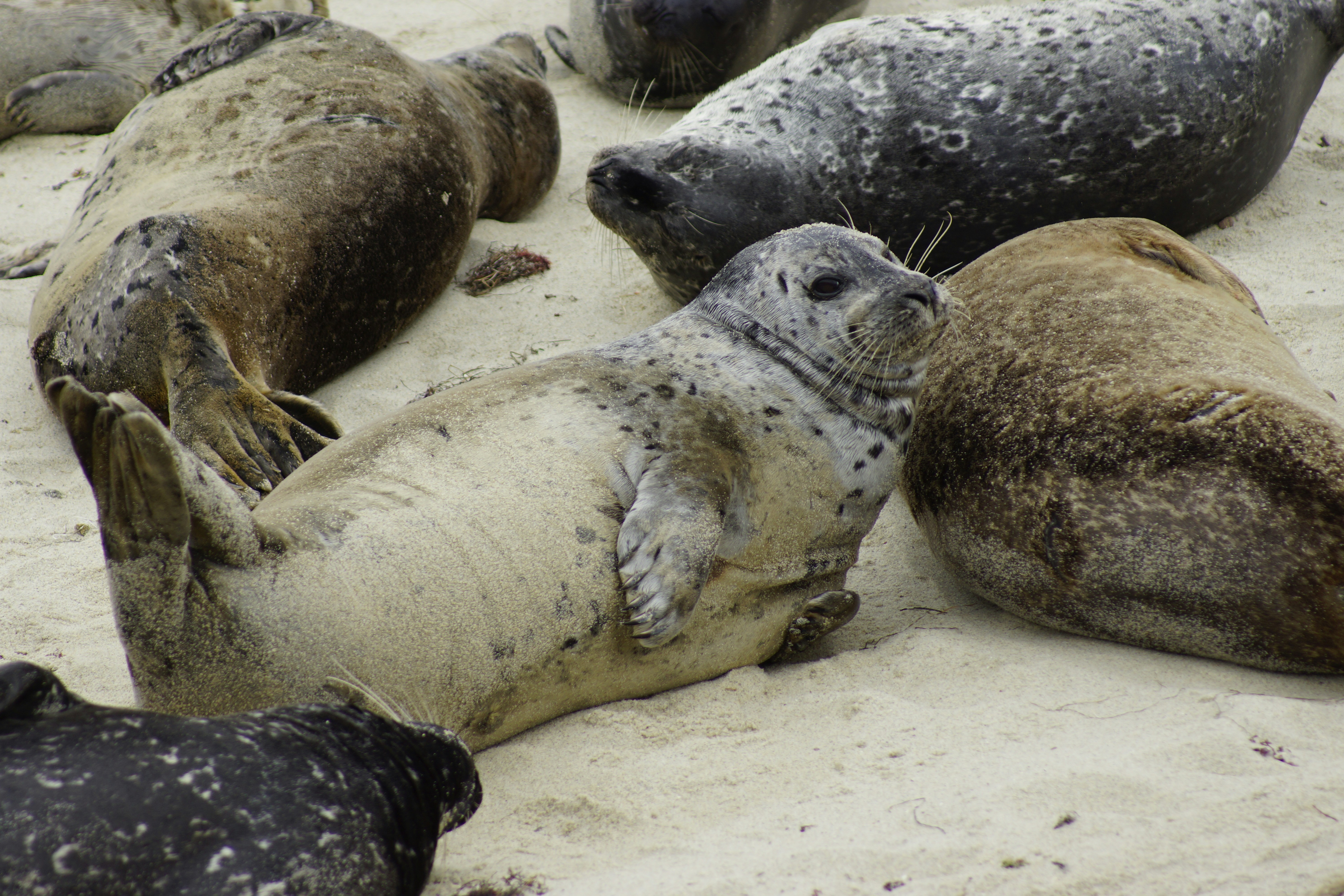 La Jolla seals