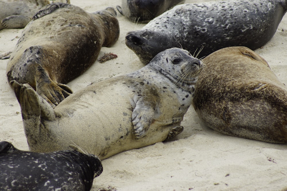 gray sea lions