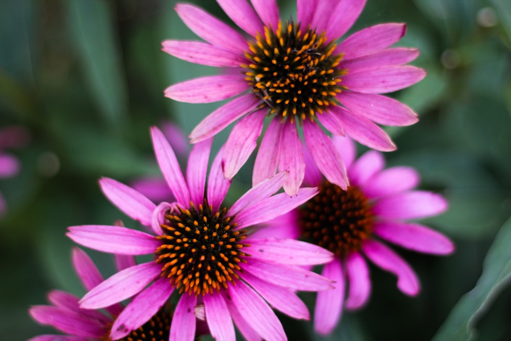 shallow focus photo of purple flowers