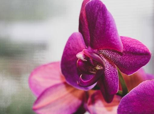Close-up of a delicate purple orchid with intricate petal patterns.