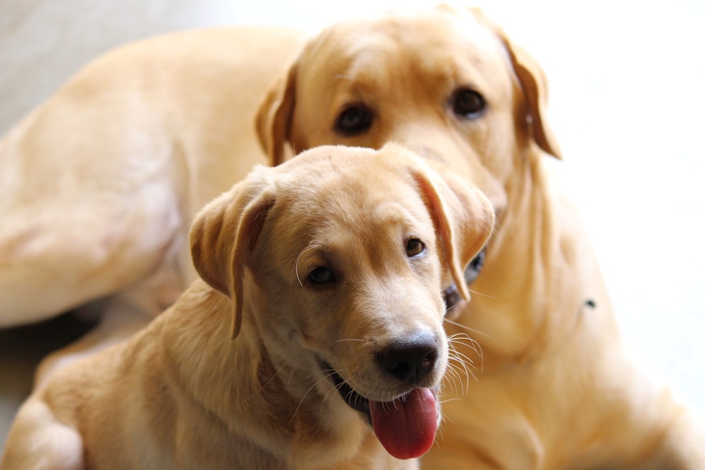 short-coated tan dogs