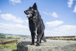 A black dog with a fluffy coat stands confidently on a large stone surface, under a bright blue sky with scattered clouds. The background features a scenic landscape with green fields and a distant town, creating a sense of freedom and adventure.