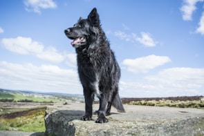 A black dog with a fluffy coat stands confidently on a large stone surface, under a bright blue sky with scattered clouds. The background features a scenic landscape with green fields and a distant town, creating a sense of freedom and adventure.