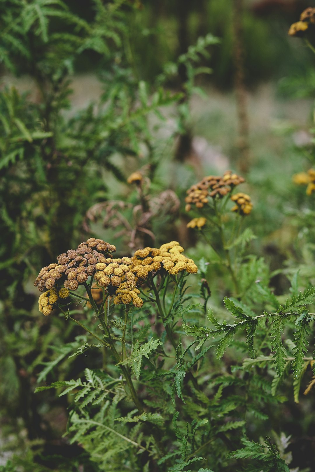 yellow flowers