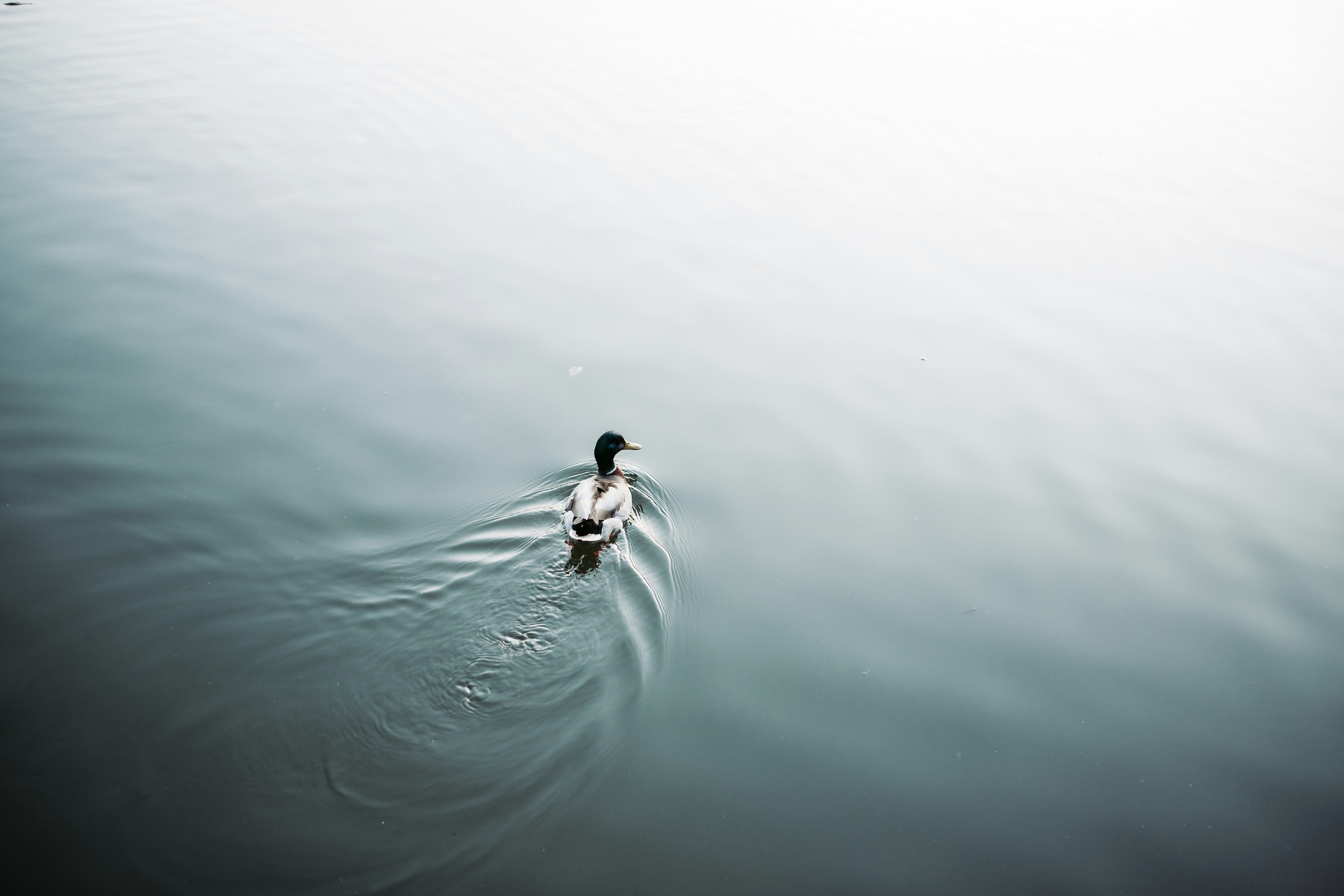 white and black duck on body of water close-up photography