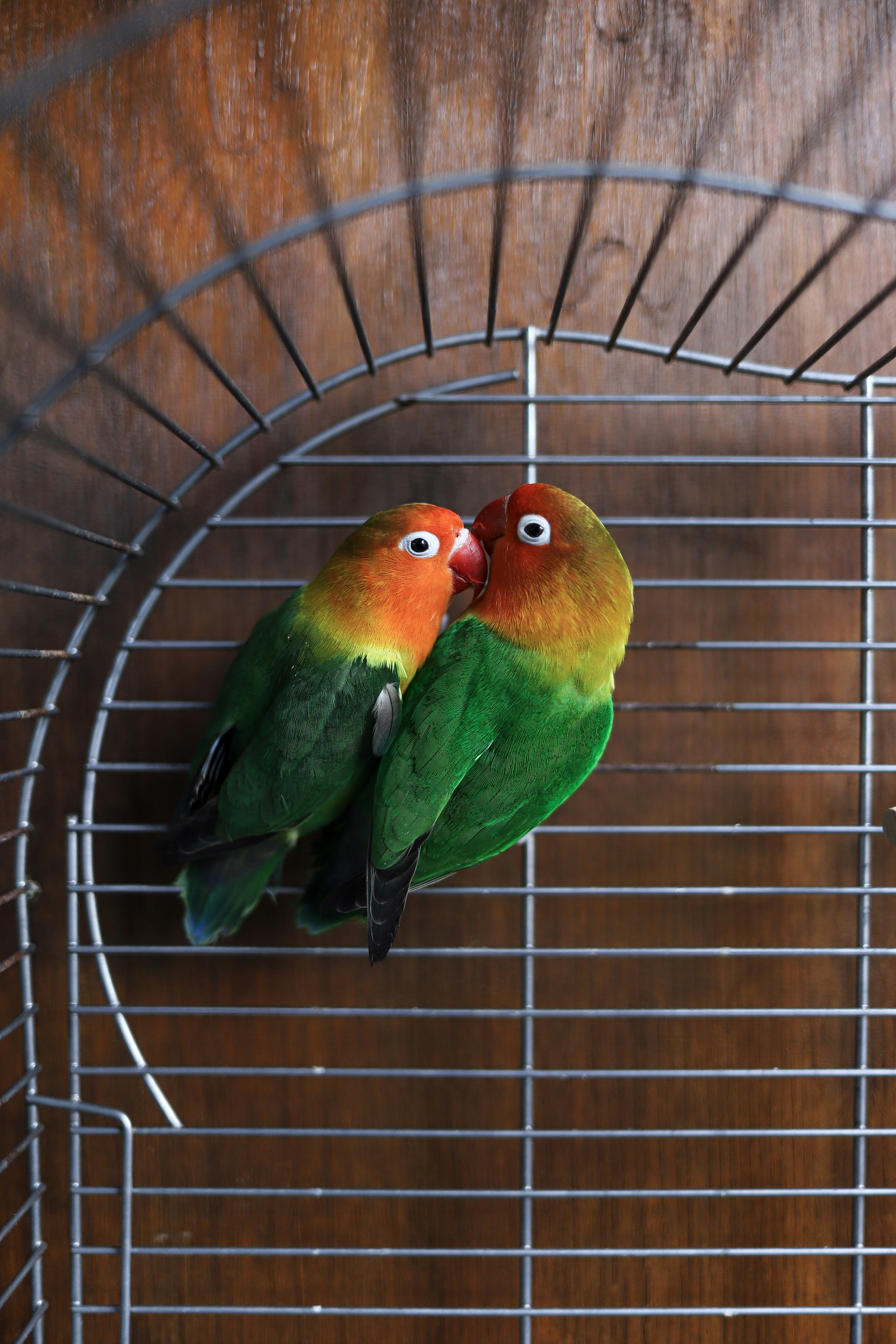 two green and yellow birds close-up photography