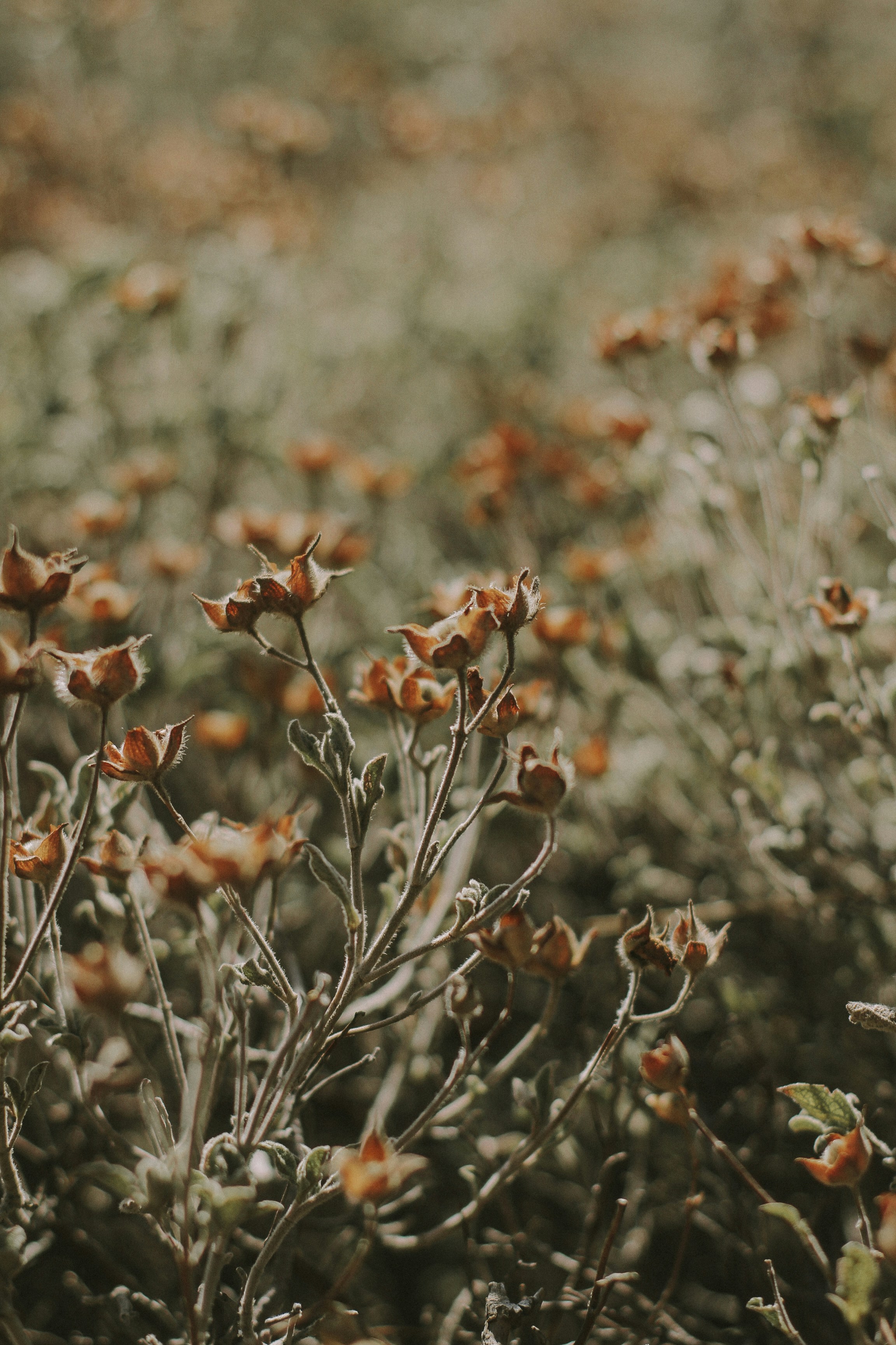 parterre de fleurs aux pétales d’orange