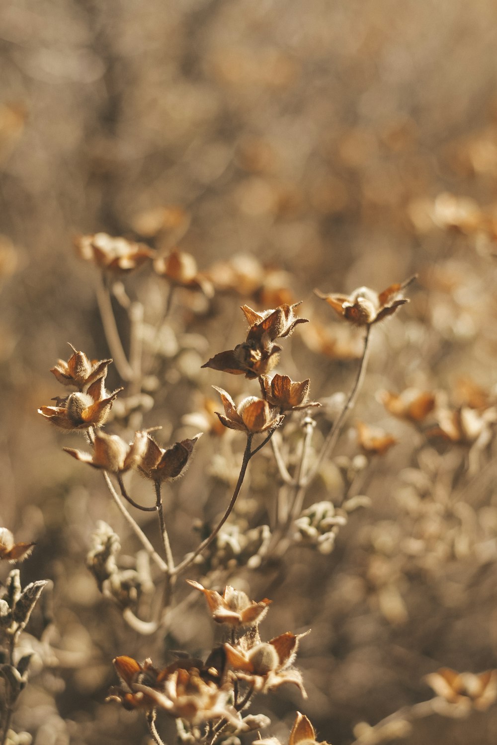 beige petaled flower plants