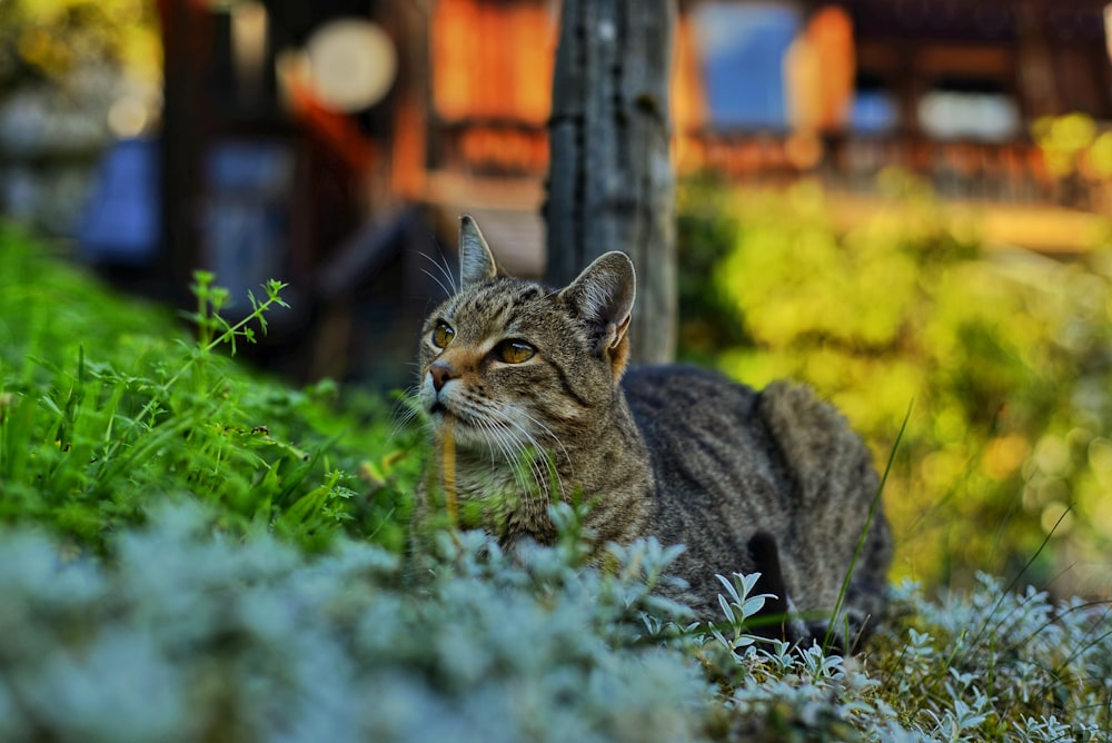 brown tabby cat on green grass