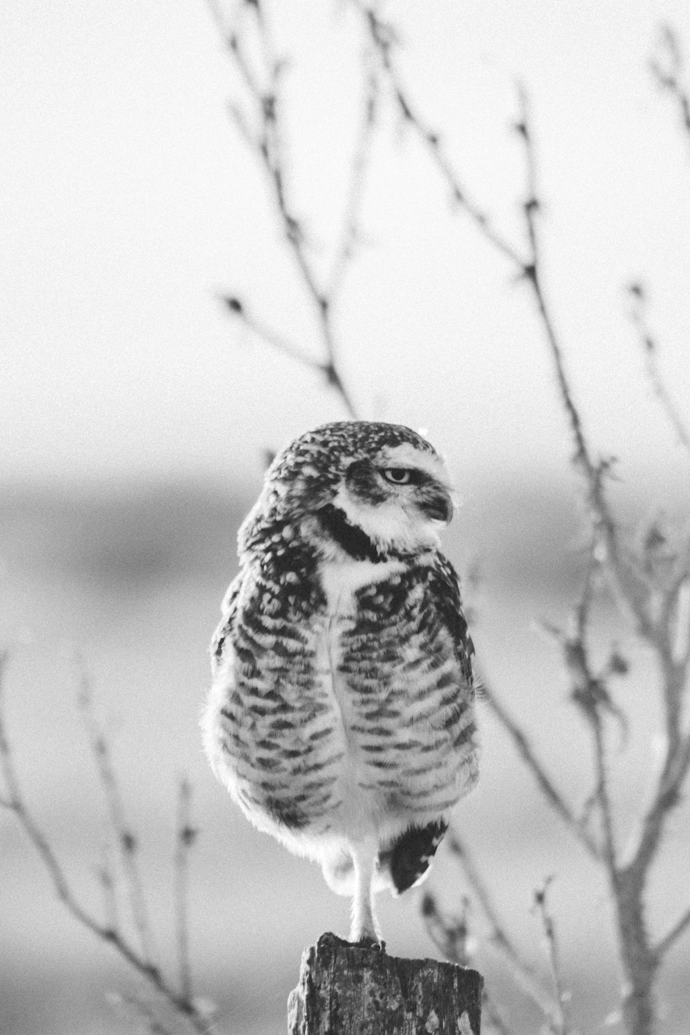 owl perched on post