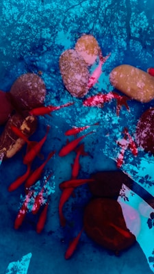 A vibrant group of red fish swim among smooth pebbles of different sizes and colors, all against a strikingly blue background. Leaves and branches are reflected on the water's surface, creating an intricate overlay.