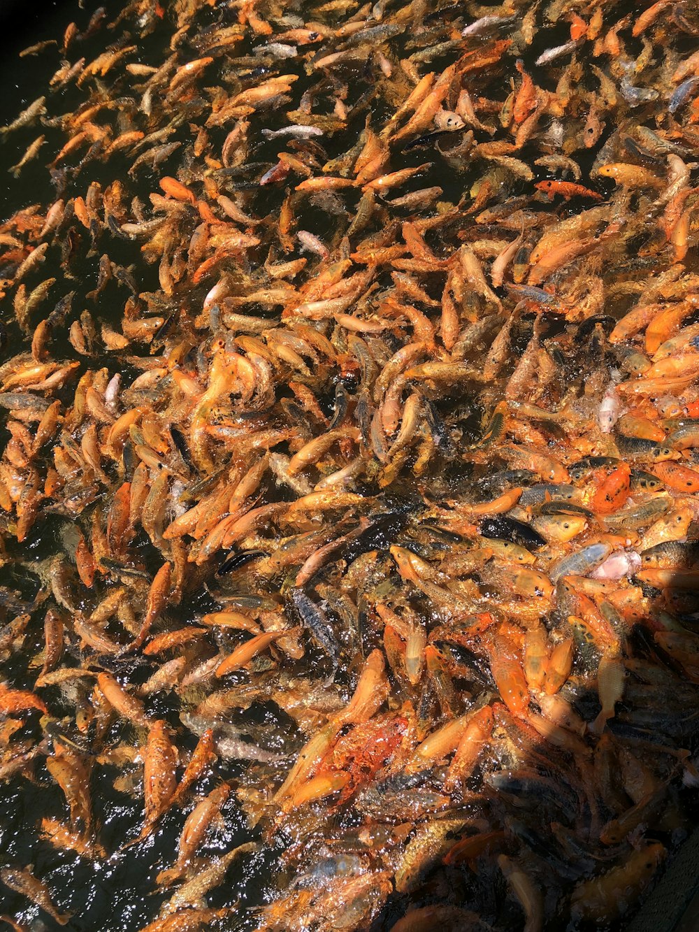 school of coi fish