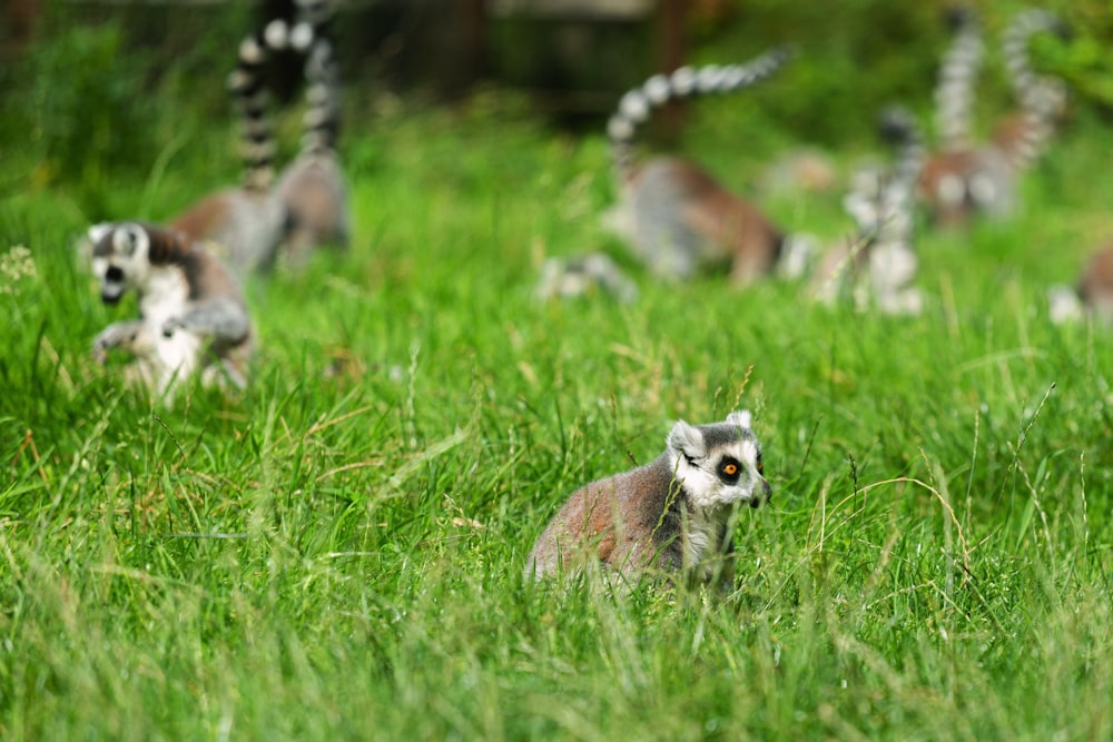 red lemurs