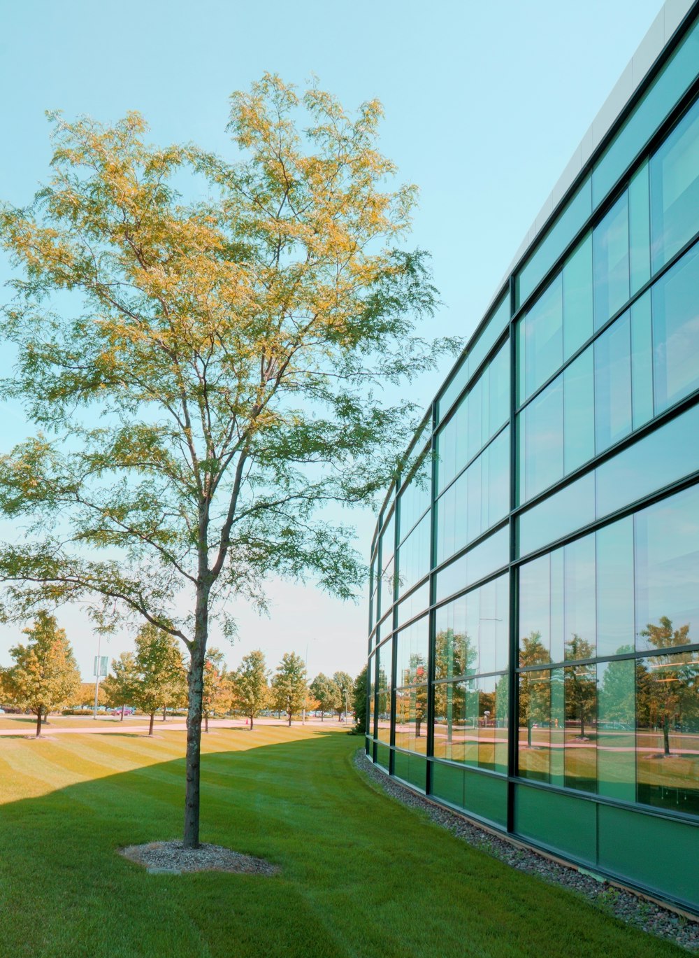 green-leafed plants near curtain building