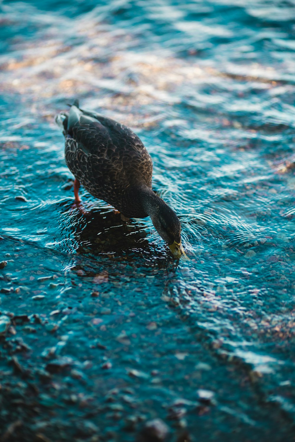 Photo de mise au point peu profonde de canard noir